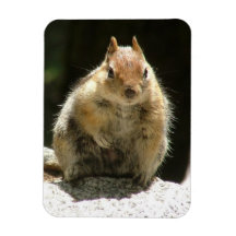 Humble Squirrel