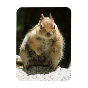 Humble Squirrel Magnet