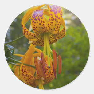Humboldt Lilies Sunburst Classic Round Sticker