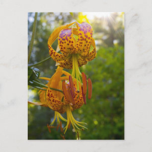Humboldt Lilies Sunburst Postcard