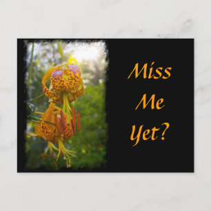 Humboldt Lilies Sunburst Postcard