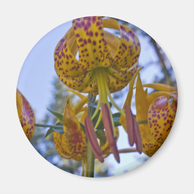 Humboldt Lily Magnet (Front)