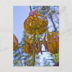 Humboldt Lily Postcard