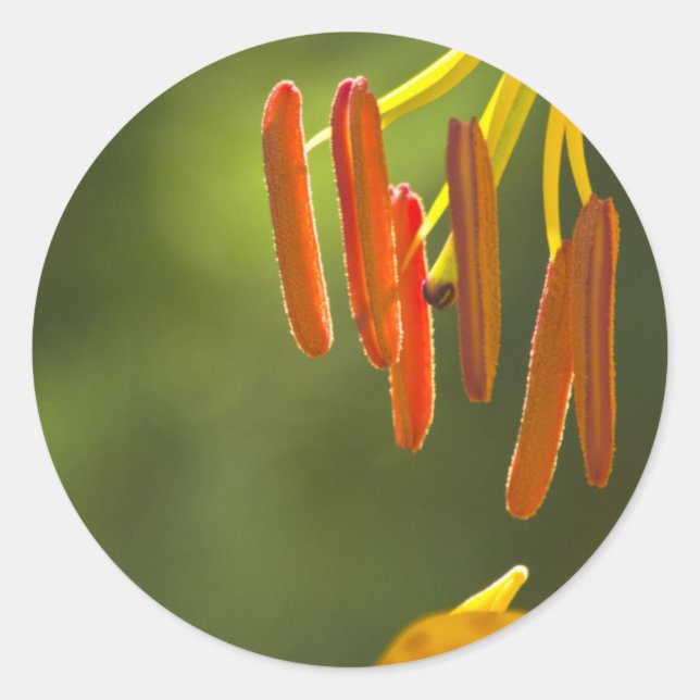 Humboldt Lily Stamens Classic Round Sticker (Front)