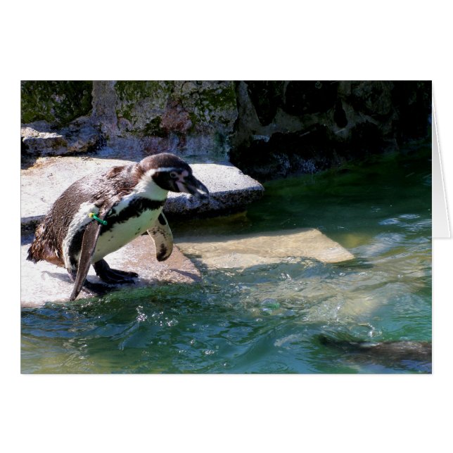 Humboldt penguin (Front Horizontal)