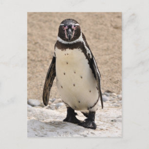 Humboldt Penguin Postcard