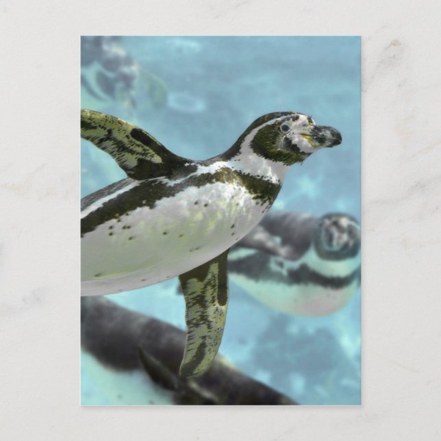 Humboldt penguin under water postcard (Front)
