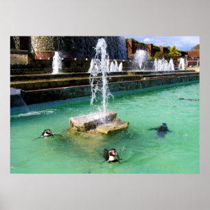 Humboldt penguins and fountains poster