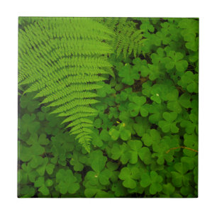 Humboldt Redwoods State Park Ceramic Tile
