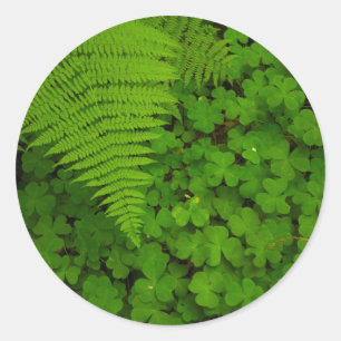 Humboldt Redwoods State Park Classic Round Sticker