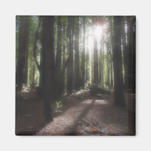 Humboldt Redwoods State Park Magnet