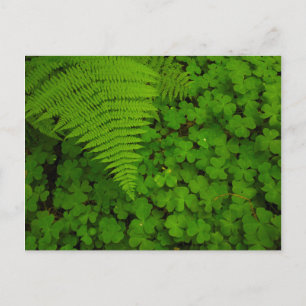 Humboldt Redwoods State Park Postcard