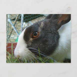 Humbug  bunny postcard