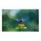 Humming Angel Wings