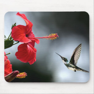 Humming Bird and Red Flower Mouse Pad