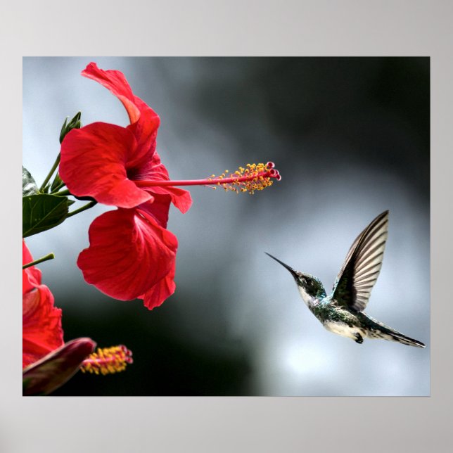 Humming Bird and Red Flower Poster (Front)