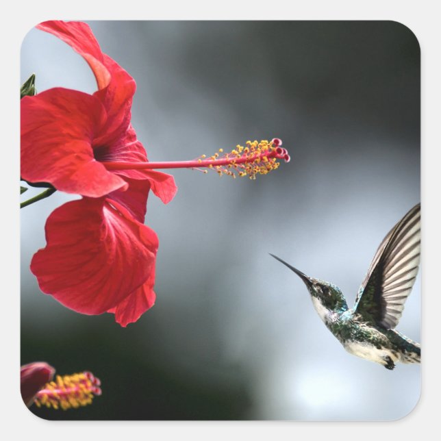 Humming Bird and Red Flower Square Sticker (Front)