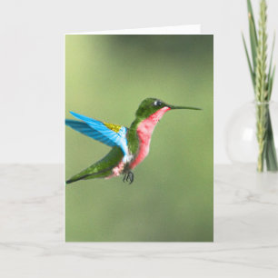 Humming Bird Card for all occasions.