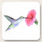 Humming Bird Cork Coaster (6) 3.8x3.8"