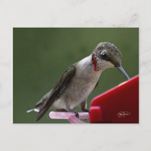Humming Bird In Georgia Postcard