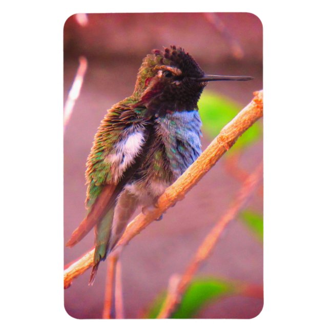 Humming Bird Magnet (Vertical)