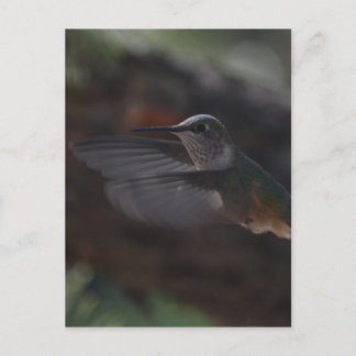 Humming bird postcard