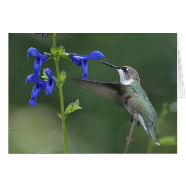 Humming Bird salvia sapphire blue 2 (Front Horizontal)