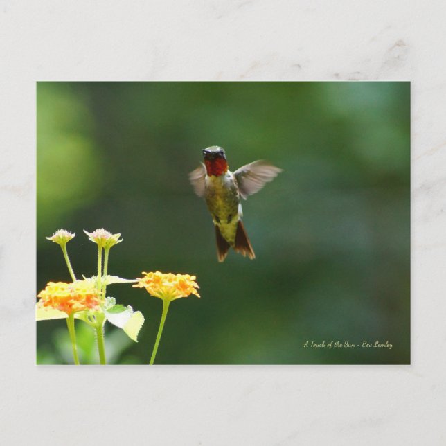 Humming by to say Hi! Postcard (Front)