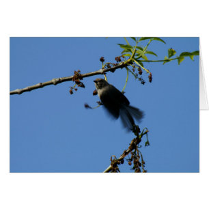 Hummingbird