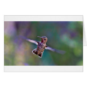 Hummingbird