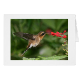 Hummingbird
