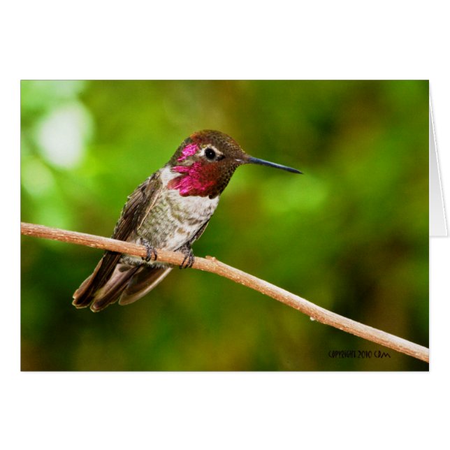 Hummingbird095 (Front Horizontal)