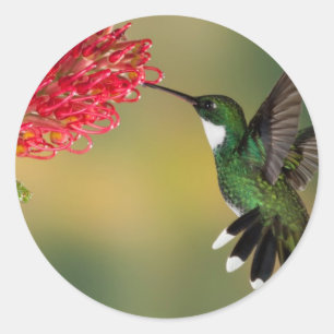 hummingbird 1.jpg classic round sticker