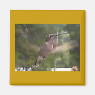 Hummingbird 1 Magnet