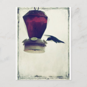 Hummingbird 2 postcard