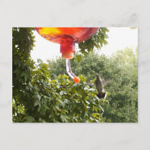 Hummingbird 2,Postcard Postcard