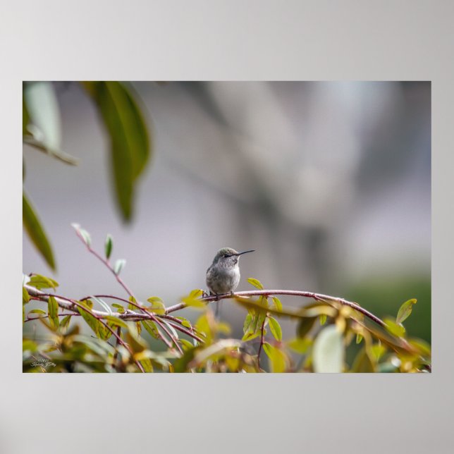 Hummingbird 3346 Poster (Front)
