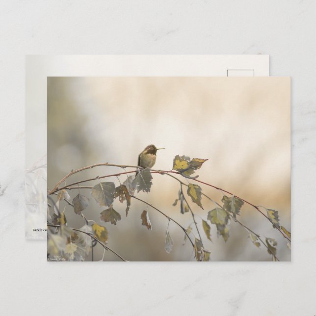 Hummingbird 5265 postcard (Front/Back)