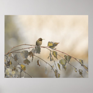 Hummingbird 5265 poster