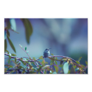 Hummingbird 5738 photo print