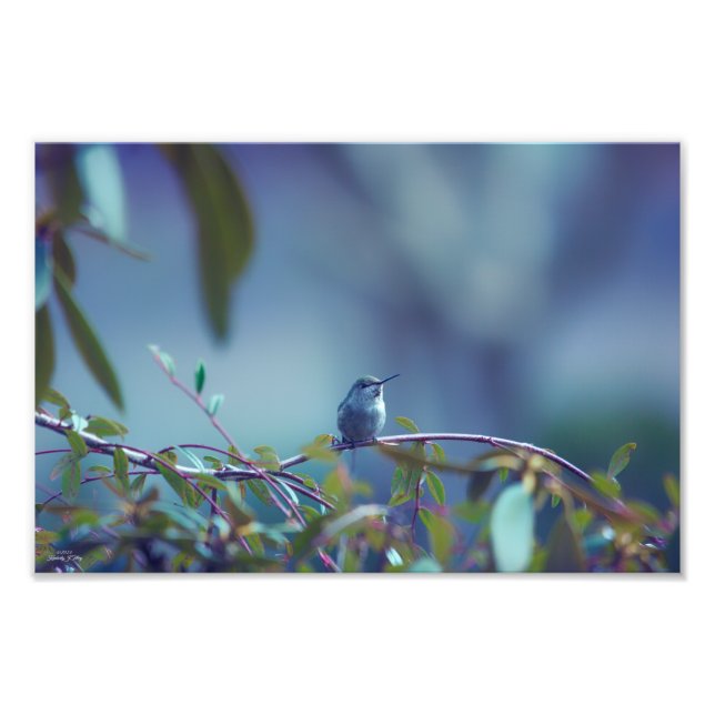 Hummingbird 5738 photo print (Front)