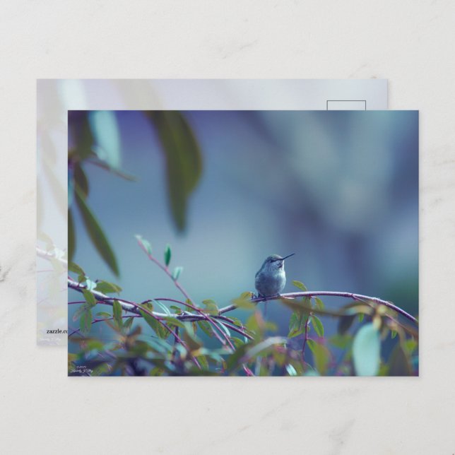 Hummingbird 5738 postcard (Front/Back)