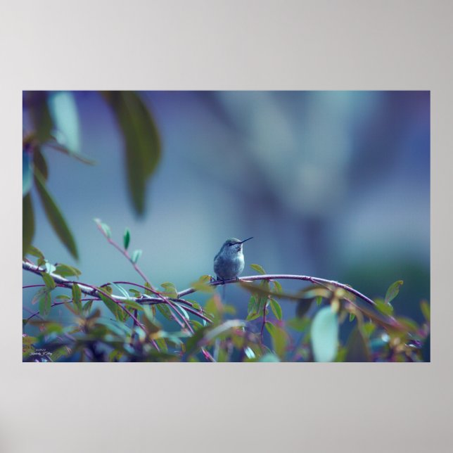 Hummingbird 5738 poster (Front)