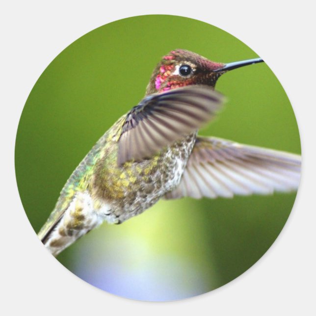 Hummingbird (5) classic round sticker (Front)