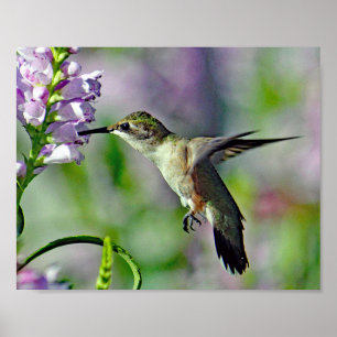 Hummingbird 733 poster