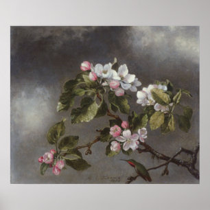 Hummingbird and Apple Blossoms Martin J. Heade Poster