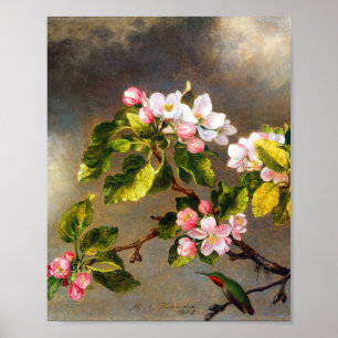 Hummingbird and blossom by Martin Johnson Heade  Poster