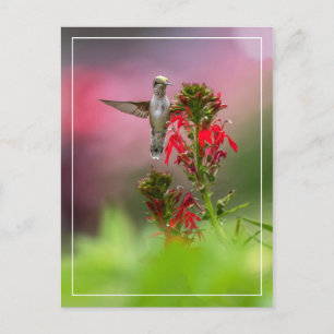 Hummingbird And Cardinal Flower Postcard