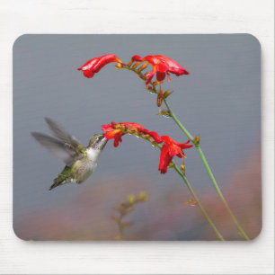 Hummingbird And Crocosmia Mouse Pad