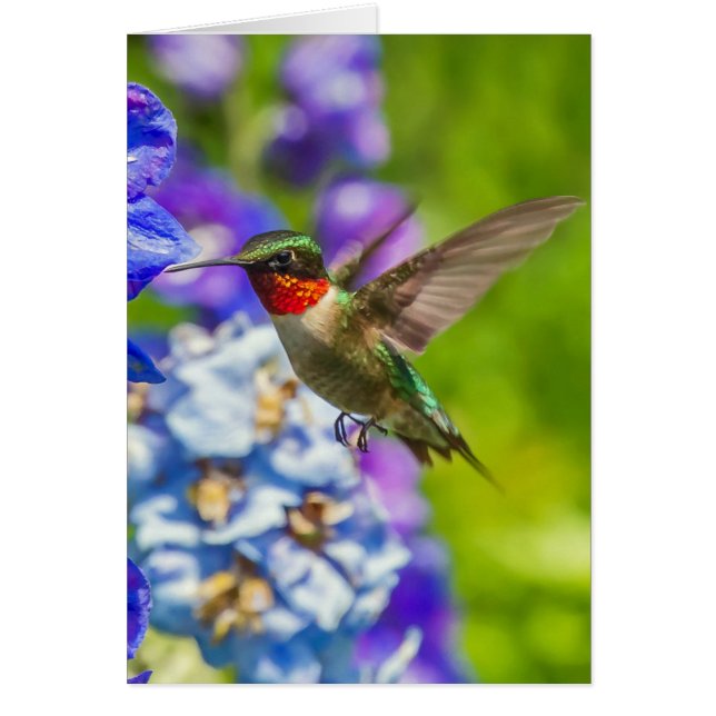 Hummingbird And Delphinium (Front)